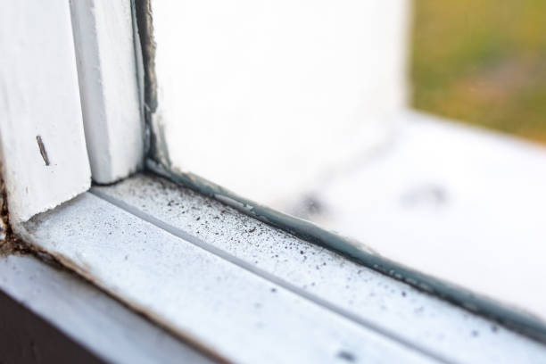 Best Forensic Mold Investigation  in Mmerce City, CO