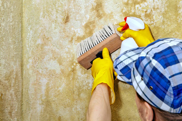 Best Asbestos and Lead Testing During Mold Inspection  in Mmerce City, CO