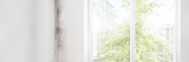 Mold Odor Removal Services in Commerce City, CO