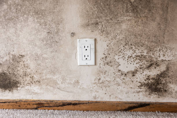 Best Mold Documentation for Insurance Claims  in Mmerce City, CO