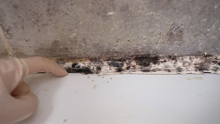 Best Mold Damage Restoration  in Mmerce City, CO