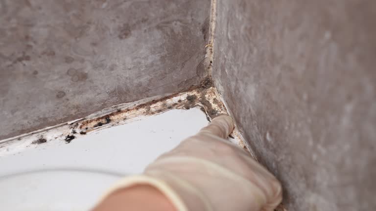 Best Mold Removal for HVAC Installations  in Mmerce City, CO